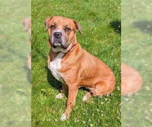 Mastiff-Unknown Mix Dogs for adoption in Akron, OH, USA
