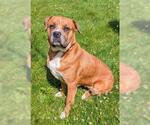 Small Mastiff Mix
