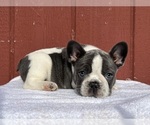 Small Photo #14 French Bulldog Puppy For Sale in SAINT CLAIR, MI, USA