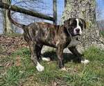 Small #1 Alapaha Blue Blood Bulldog