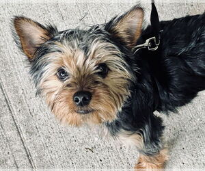 Mutt Dogs for adoption in Staten Island, NY, USA