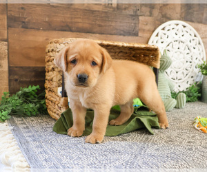 Labrador Retriever Puppy for sale in SYRACUSE, IN, USA