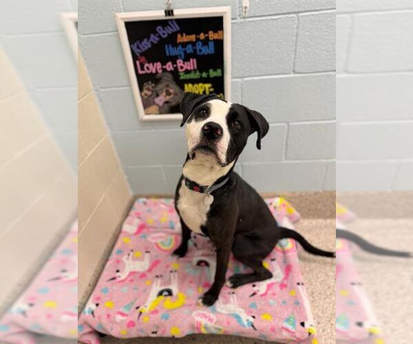 Medium Photo #1 Bulldog-Labrador Retriever Mix Puppy For Sale in Brighton, CO, USA