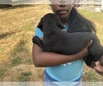 Small #19 Cane Corso-Rottweiler Mix