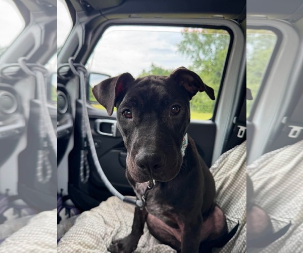 Medium Photo #4 American Pit Bull Terrier-Unknown Mix Puppy For Sale in Germantown, OH, USA