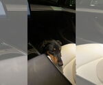 Small #4 Doberman Pinscher Mix