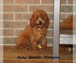 Small #2 Cavapoo