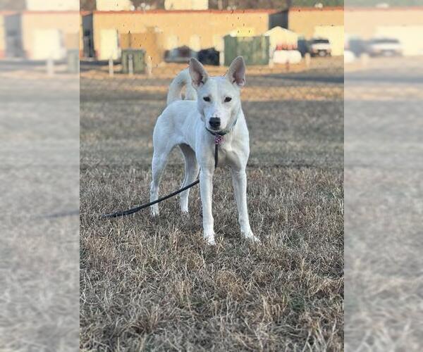 Medium Photo #2 German Shepherd Dog-Unknown Mix Puppy For Sale in Forestville, MD, USA