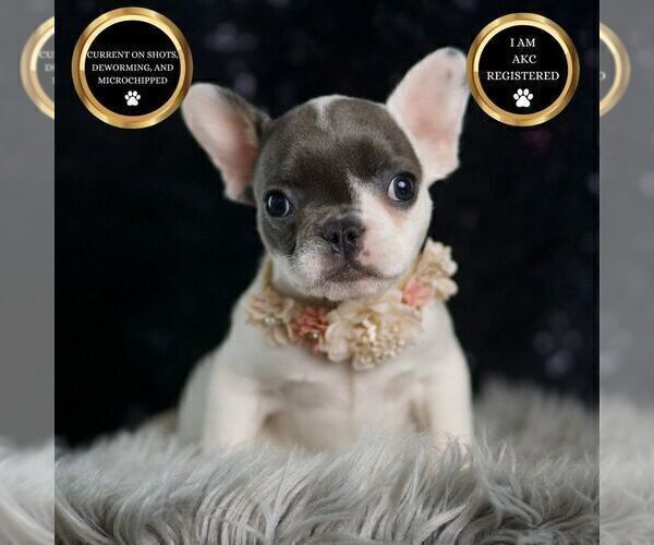 Medium Photo #122 French Bulldog Puppy For Sale in WARSAW, IN, USA
