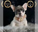 Small Photo #122 French Bulldog Puppy For Sale in WARSAW, IN, USA