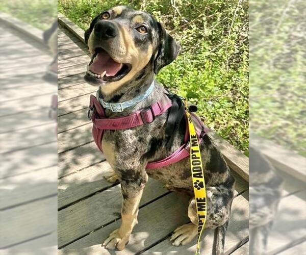 Medium Photo #2 Catahoula Leopard Dog-Unknown Mix Puppy For Sale in Augusta, GA, USA