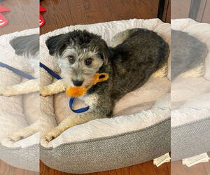 Benji - Male Aussiedoodle Miniature  Dog for Adoption - Photo #8