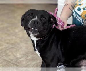 American Staffordshire Terrier-Unknown Mix Dogs for adoption in Raleigh, NC, USA