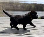 Small #1 Labrador Retriever