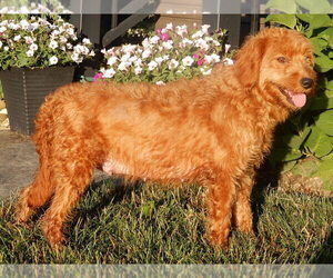 Mother of the Goldendoodle (Miniature) puppies born on 05/21/2026
