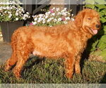 Small Photo #1 Goldendoodle (Miniature) Puppy For Sale in WOOSTER, OH, USA