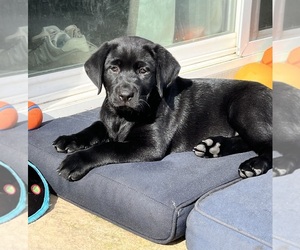 Labrador Retriever Dog for Adoption in VISALIA, California USA