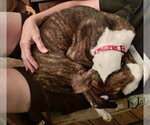 Small #2 American Pit Bull Terrier Mix