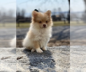 Pomeranian Puppy for sale in CANOGA, NY, USA
