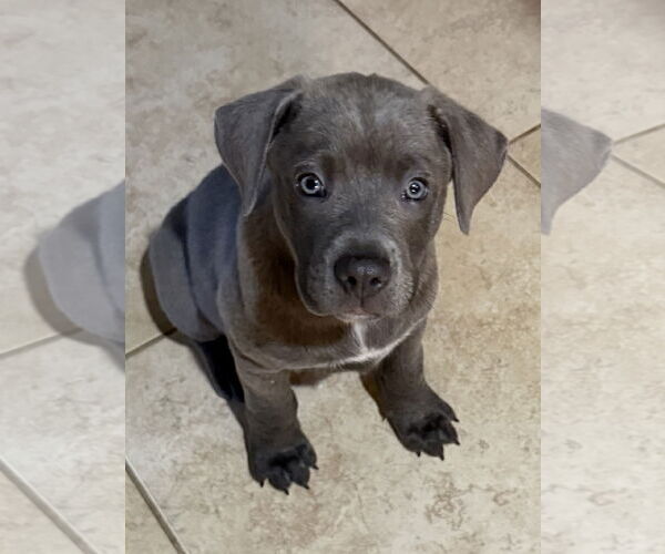 Medium Photo #1 Labrador Retriever-Unknown Mix Puppy For Sale in The Woodlands, TX, USA