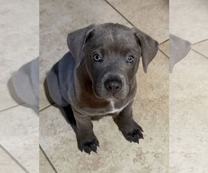 Labrador Retriever-Unknown Mix Dogs for adoption in The Woodlands, TX, USA