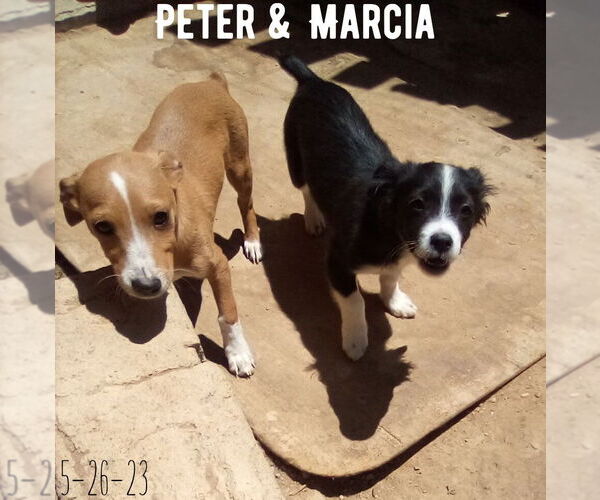 Medium Photo #18 Italian Greyhound-Jack Russell Terrier Mix Puppy For Sale in Apple Valley, CA, USA