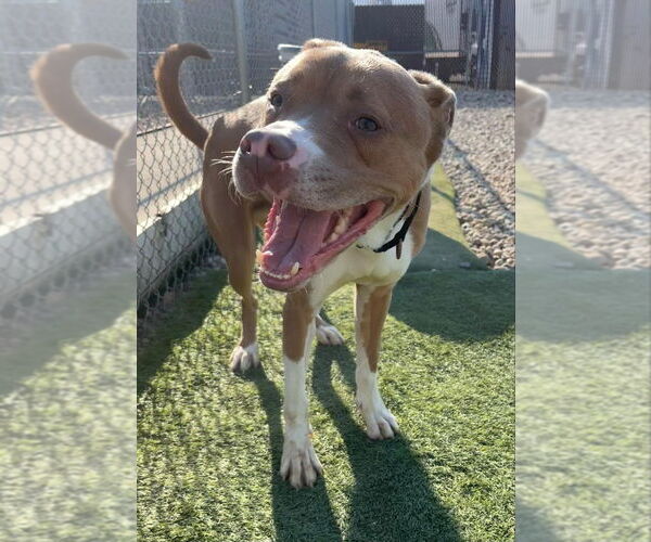 Medium Photo #2 Boxer-Unknown Mix Puppy For Sale in Evansville, IN, USA