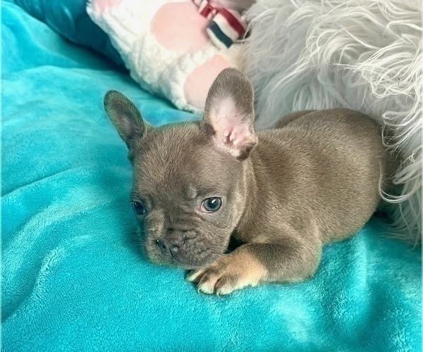 Medium Photo #15 French Bulldog Puppy For Sale in SAN FRANCISCO, CA, USA