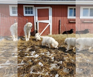 Mother of the Maremma Sheepdog puppies born on 01/15/2022