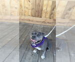 Small #4 Mutt