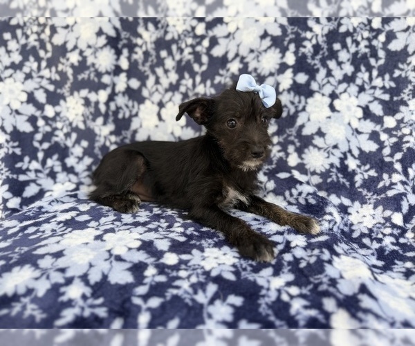 Medium Photo #4 Schnauzer (Miniature) Puppy For Sale in LAKELAND, FL, USA