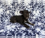Small #3 Schnauzer (Miniature)