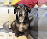 Small #1 Dachshund