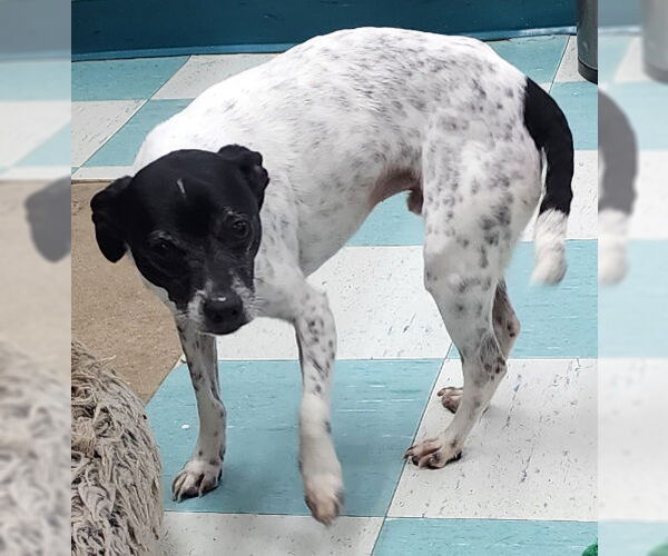 Medium Photo #3 Rat Terrier-Unknown Mix Puppy For Sale in Wetumpka, AL, USA