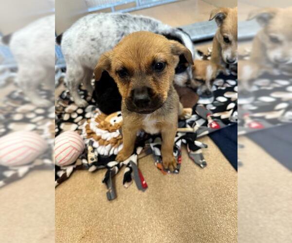 Medium Photo #1 Australian Shepherd-Unknown Mix Puppy For Sale in Frisco, CO, USA