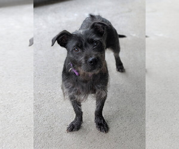 Medium Photo #1 Mutt Puppy For Sale in Oakhurst, NJ, USA