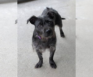Mutt Dogs for adoption in Oakhurst, NJ, USA