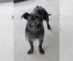 Small Mutt