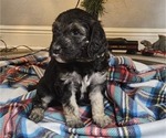 Puppy Yellow Goldendoodle