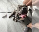 Small Photo #1  Puppy For Sale in , 