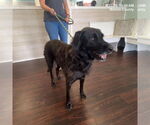 Small Labrador Retriever