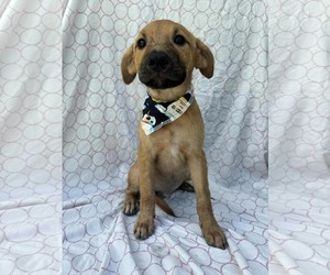 Dachshund-Unknown Mix Dogs for adoption in NYC, NY, USA