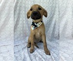 Small Dachshund Mix