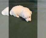 Puppy Avaline Coton de Tulear