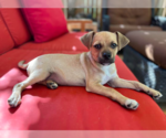 Small #1 Mutt