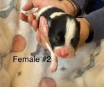 Small #5 Pomeranian
