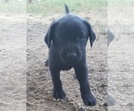 Small #12 Labrador Retriever
