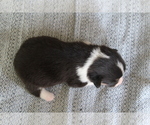 Small #26 Pembroke Welsh Corgi