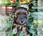 Small Photo #20 YorkiePoo Puppy For Sale in SEYMOUR, IN, USA