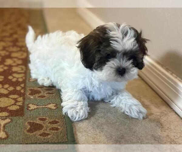 Medium Photo #4 Shih-Poo Puppy For Sale in TUCSON, AZ, USA